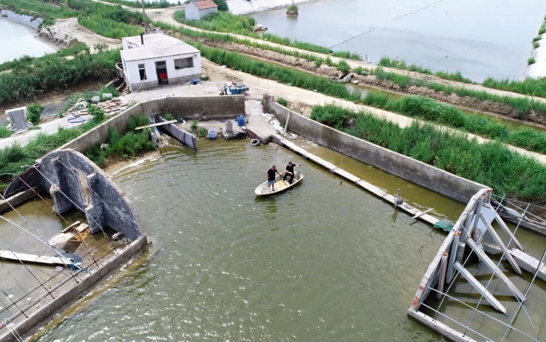 青岛梭子蟹养殖,梭子蟹青岛