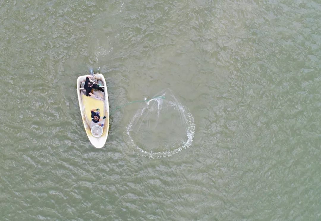 青岛梭子蟹养殖,梭子蟹青岛
