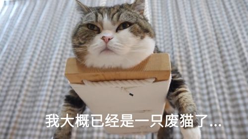萌翻了！网友亲测猫趴在地上可以有多扁！原来猫的真实形态是液体的…