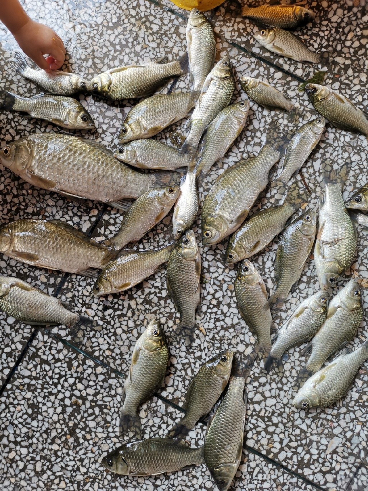 野河大板鲫钓着过瘾还好吃,野河大板鲫喜欢吃什么样的饵料