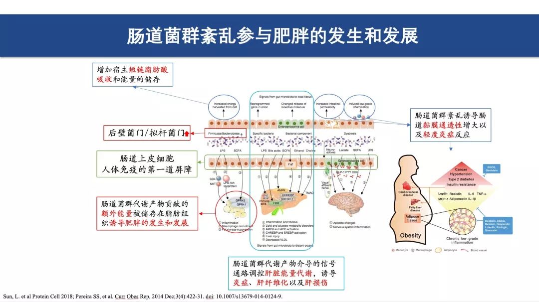 谢黎炜：肠道菌群——肥胖治疗新思路|CSE2019
