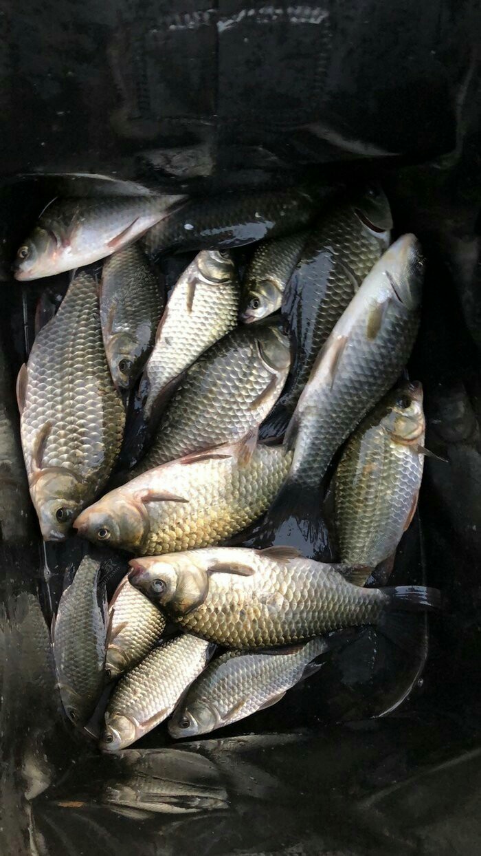 钓鱼爆护口诀100句,为钓鱼付出过哪些努力