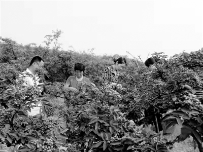 韩城花椒大红,韩城富村花椒苗