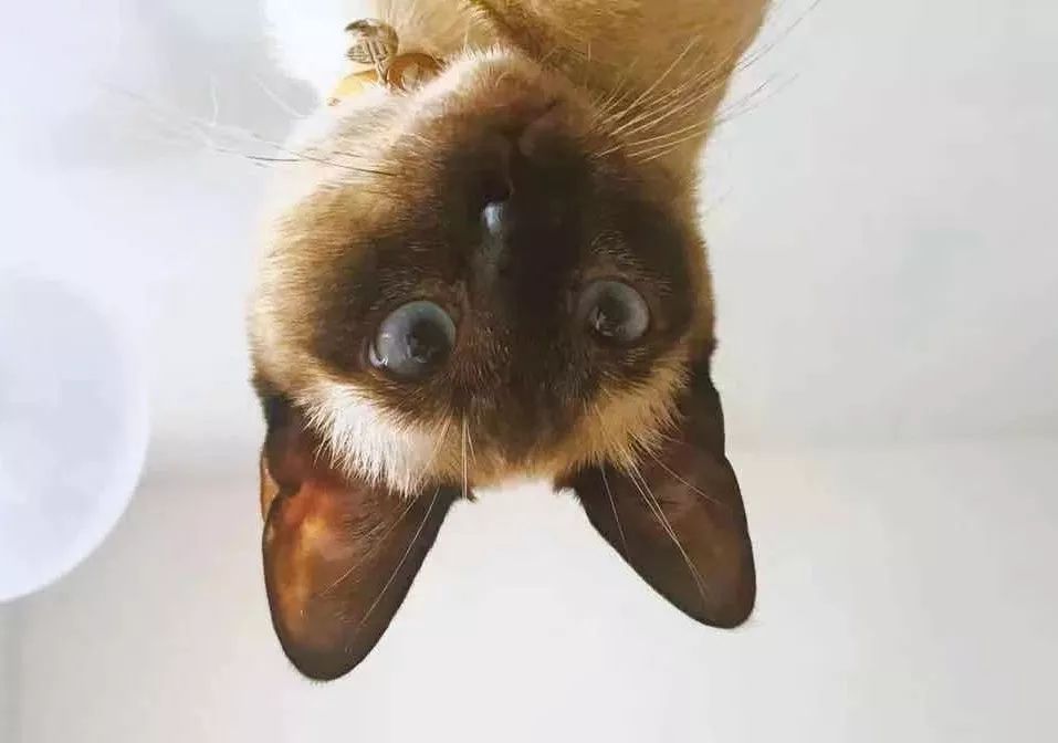 不用排队|上海开店挤爆的Costco超市，有哪些值得买？