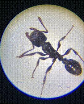 可以放大60倍的微小显微镜,显微镜最大可以放大5000倍