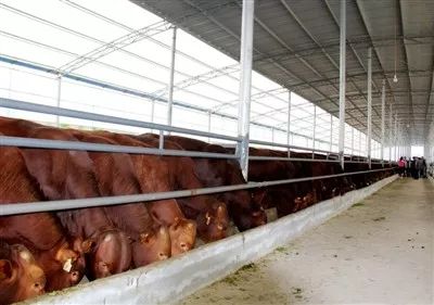 14个方子，大大提高母牛受胎率！利润翻倍