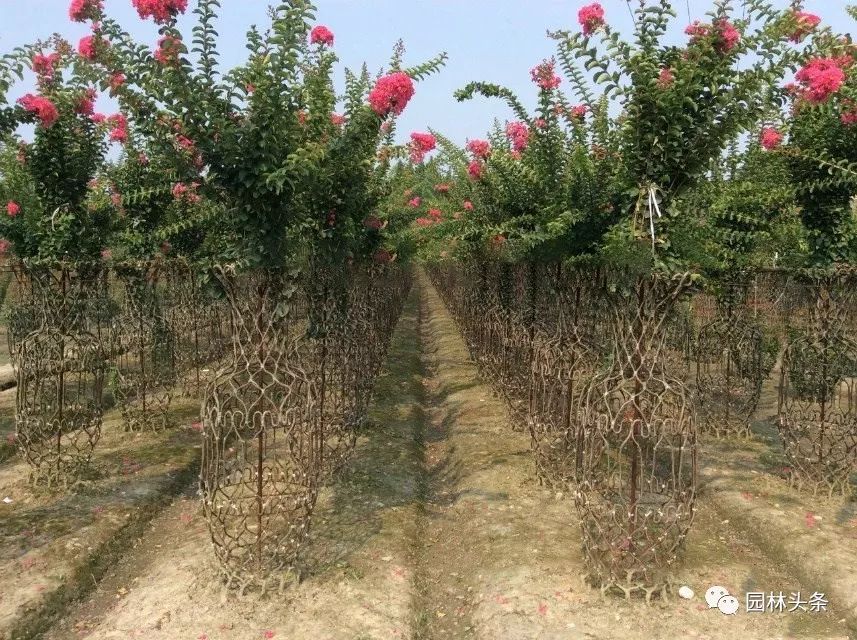 适合庭院种植的高颜值苗,适合院子种植的苗木