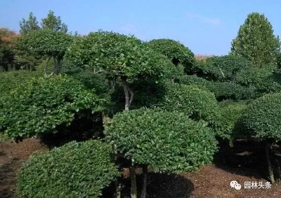 适合庭院种植的高颜值苗,适合院子种植的苗木