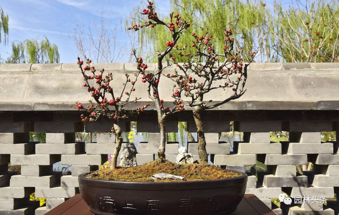 适合庭院种植的高颜值苗,适合院子种植的苗木