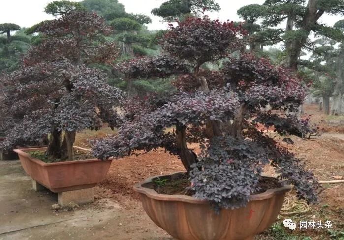 适合庭院种植的高颜值苗,适合院子种植的苗木