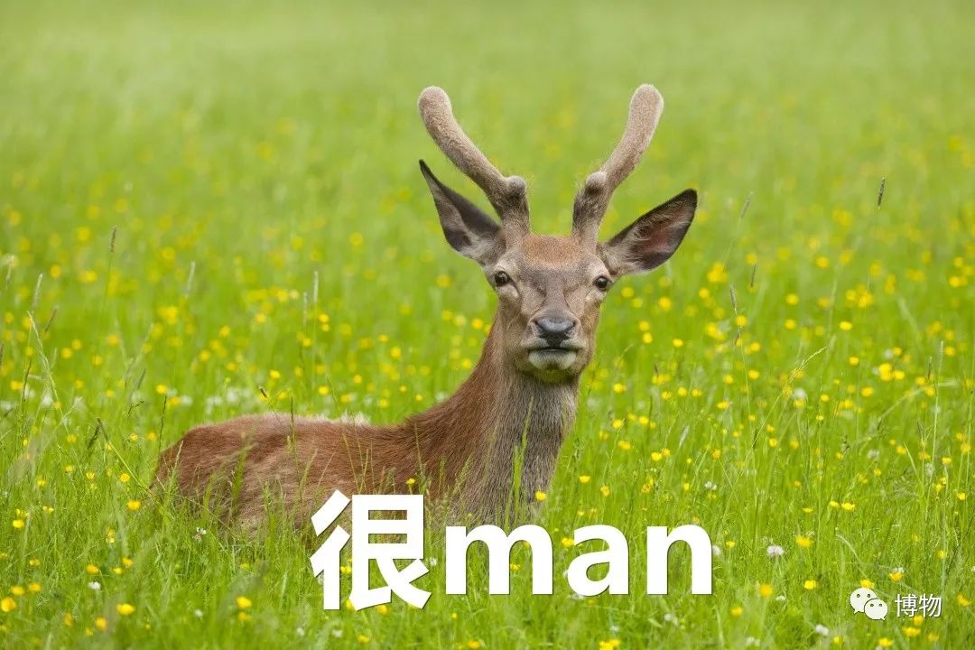 鹿角没有脱落之前有什么反应呢,鹿角自然脱落有血要处理吗