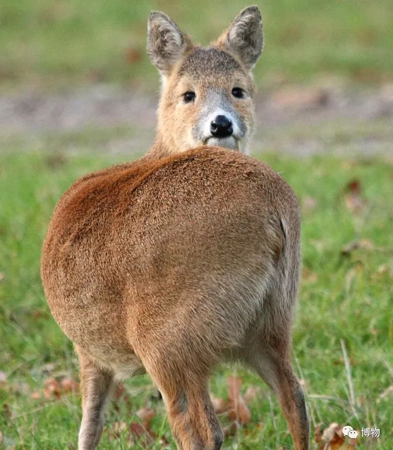 鹿角没有脱落之前有什么反应呢,鹿角自然脱落有血要处理吗