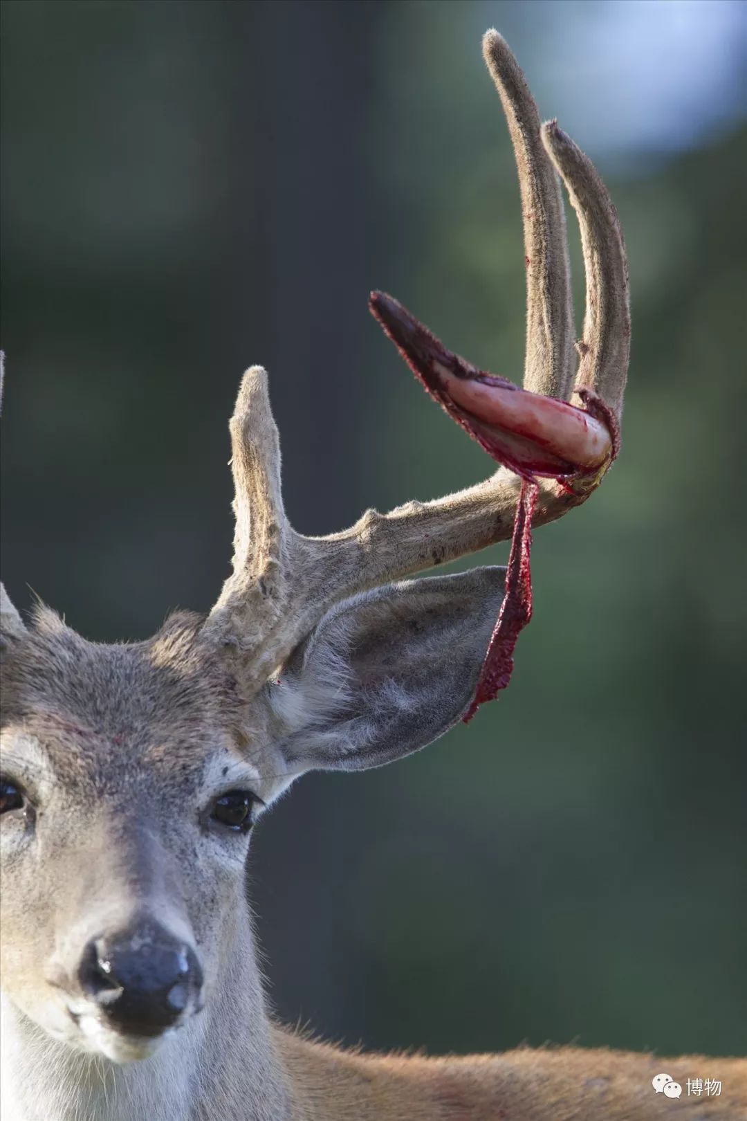 鹿角没有脱落之前有什么反应呢,鹿角自然脱落有血要处理吗