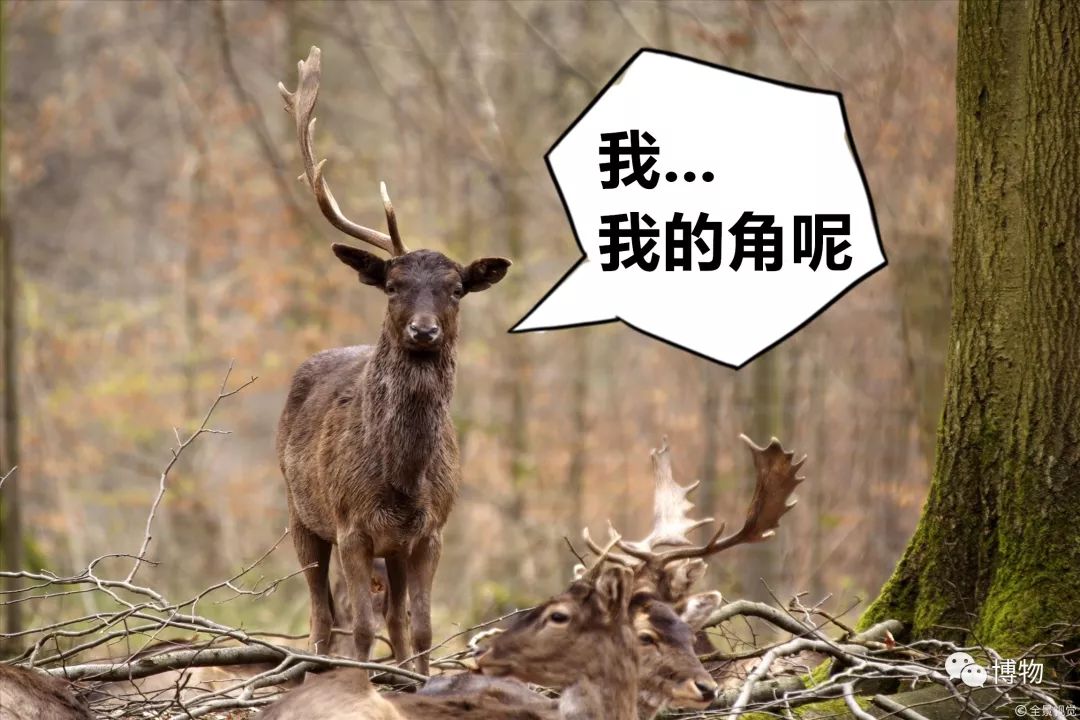 鹿角没有脱落之前有什么反应呢,鹿角自然脱落有血要处理吗