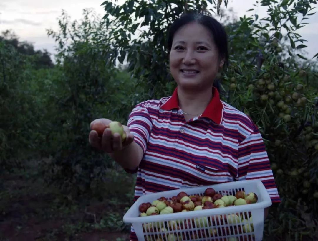 脆甜现摘青枣附近地方 (明光三界金秋摘枣好去处)