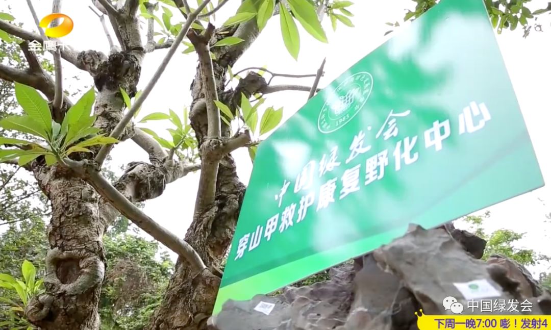 湖南卫视金鹰卡通频道播出绿会广东穿山甲救护康复野化训练工作