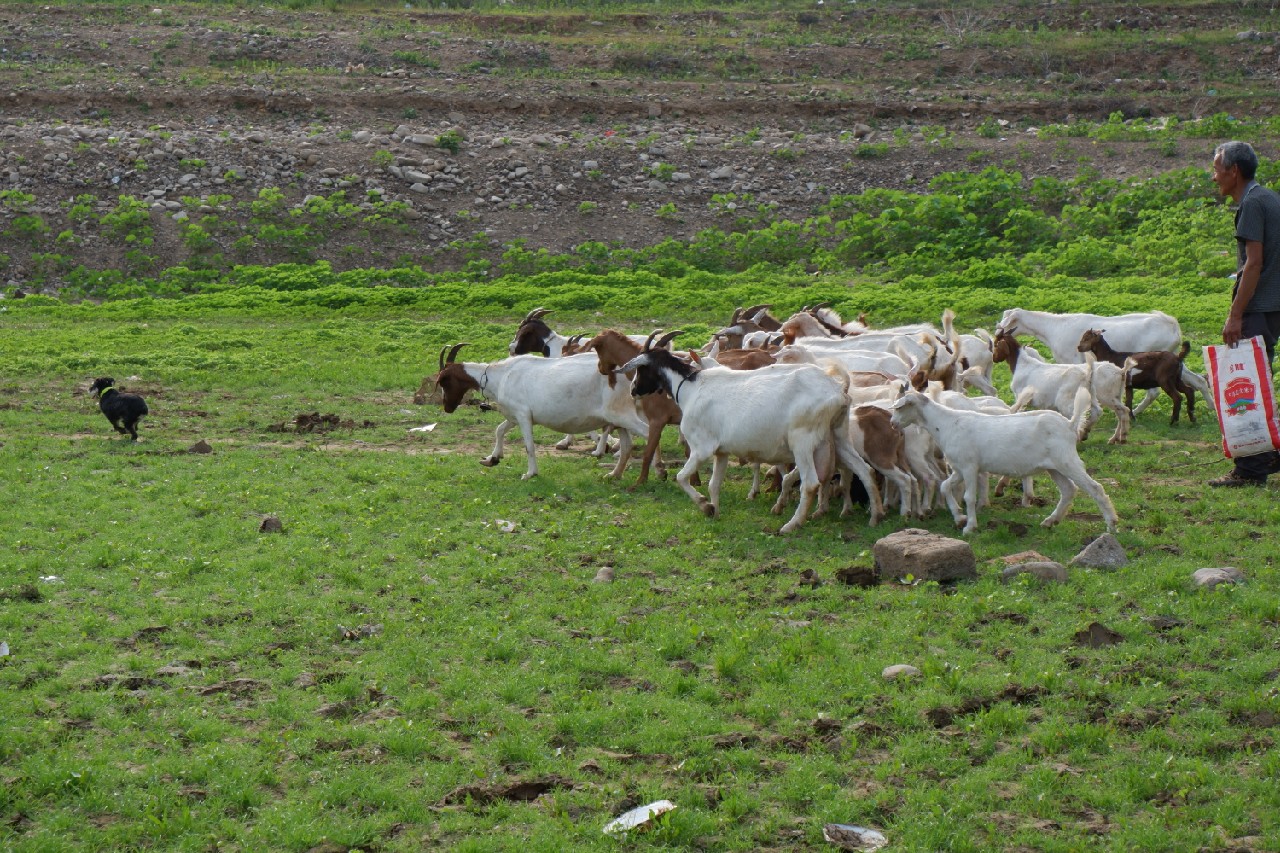 手里的竿水里的鱼，还有捡垃圾的真钓鱼人