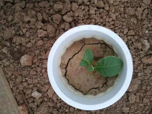 啤酒治土壤板结最佳解决方法,菜地土壤板结最快的恢复方法