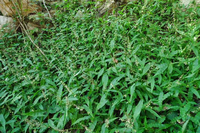 科普植物类的文章,常绿地被植物推荐