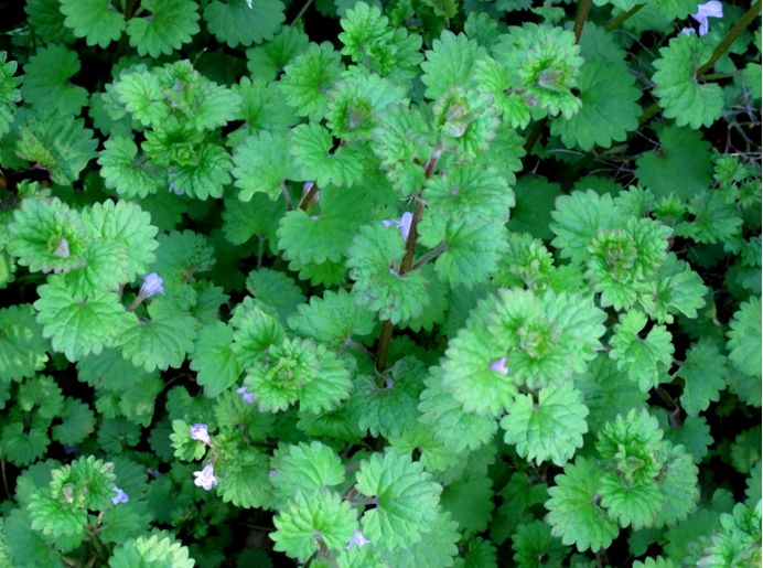 科普植物类的文章,常绿地被植物推荐