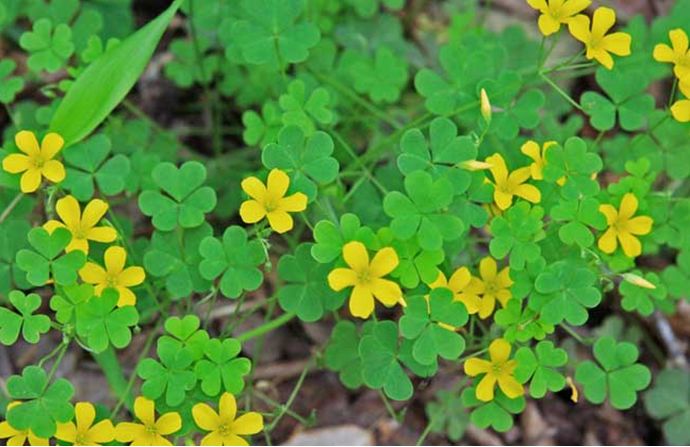 科普植物类的文章,常绿地被植物推荐