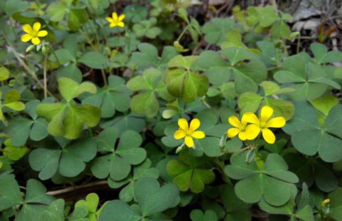 科普植物类的文章,常绿地被植物推荐