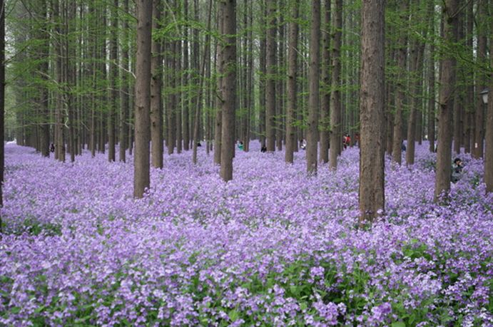 科普植物类的文章,常绿地被植物推荐