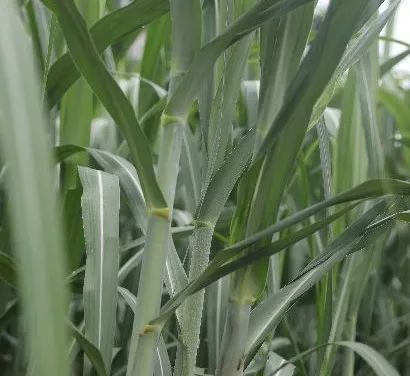 曾创日榨蔗5000吨辉煌佳绩,全国最大甘蔗制糖厂