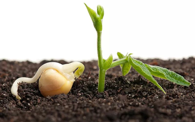 段爷在线|第十四封信孕囊与胚芽大小和胚胎停育的关系