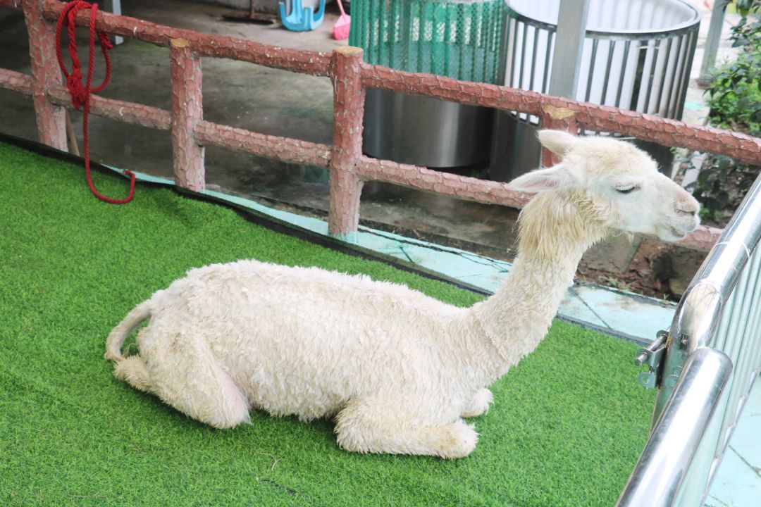 南沙百万葵园免费吗,南沙百万葵园开放时间最新