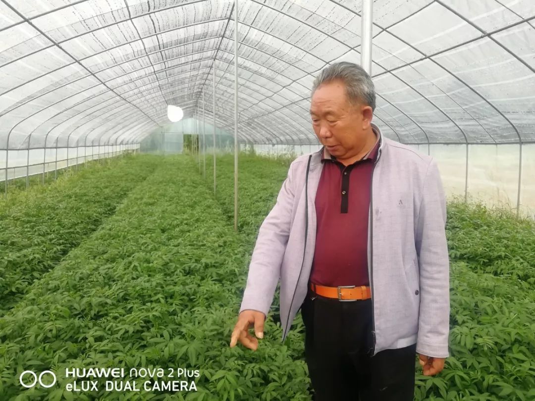 昭通陈正荣:栽上“致富苗”,点燃2000户村民脱贫希望!