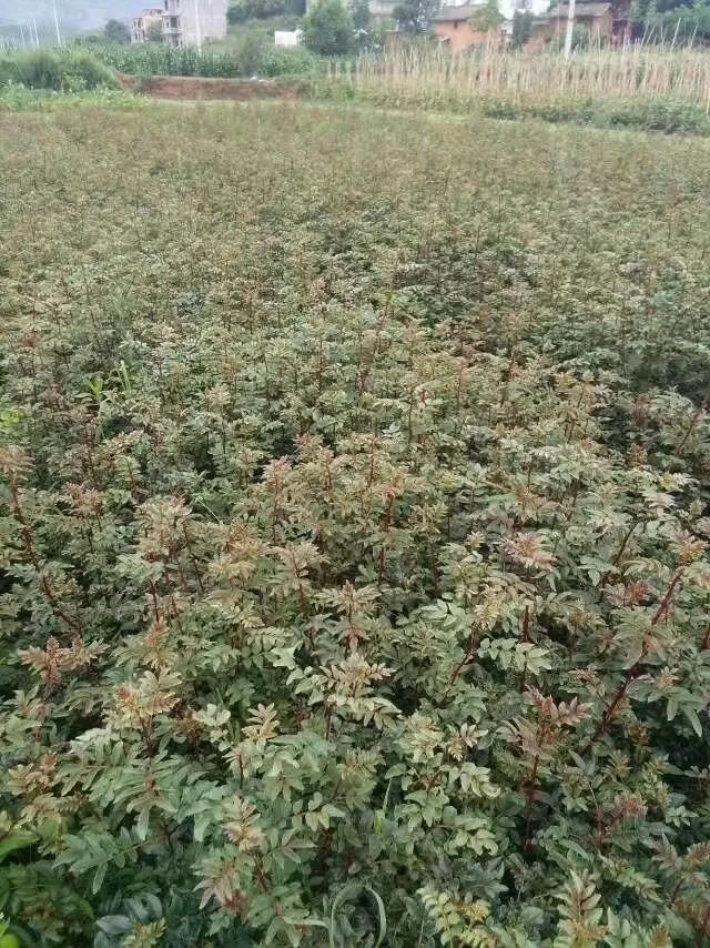 昭通陈正荣:栽上“致富苗”,点燃2000户村民脱贫希望!