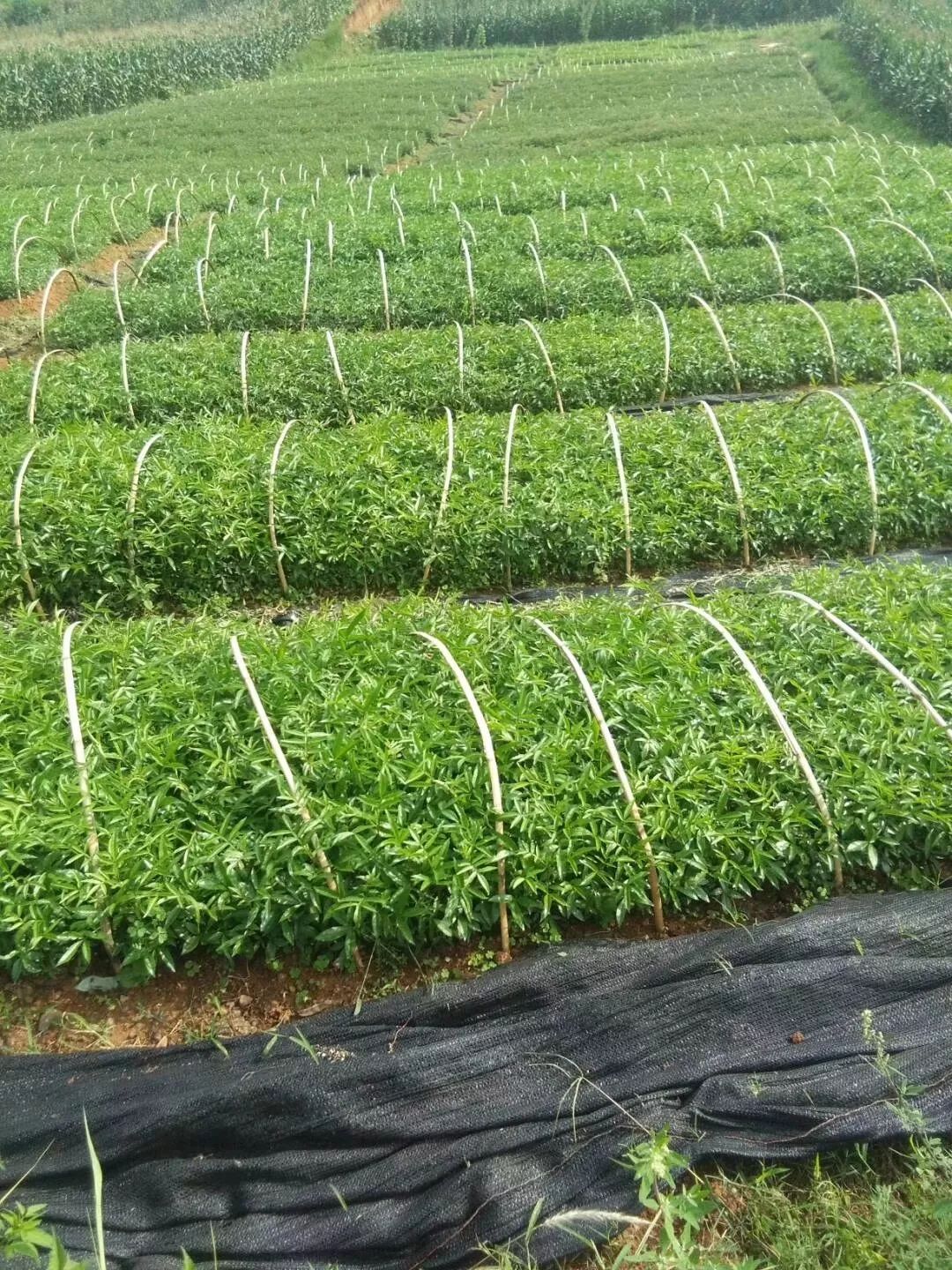 昭通陈正荣:栽上“致富苗”,点燃2000户村民脱贫希望!