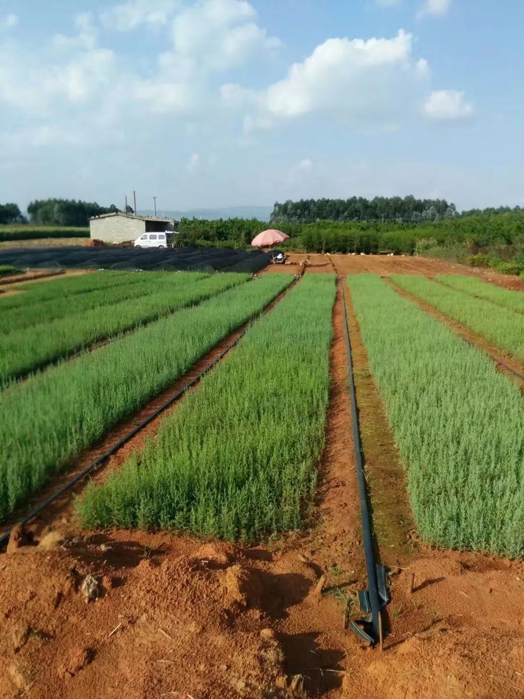 昭通陈正荣:栽上“致富苗”,点燃2000户村民脱贫希望!