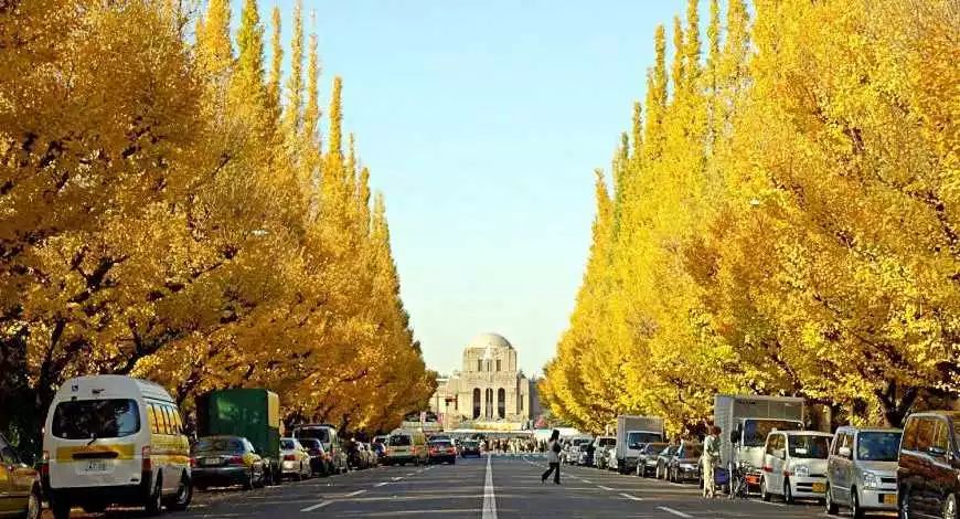 日本银杏叶保存,2019日本赏银杏