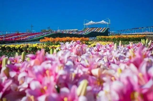 日照中秋游玩,中秋节日照去哪里玩一日游