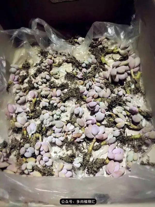 干奶酪怎么挑,奶酪如何挑选品牌