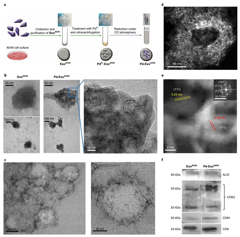 肿瘤靶向纳米制剂,nature纳米片