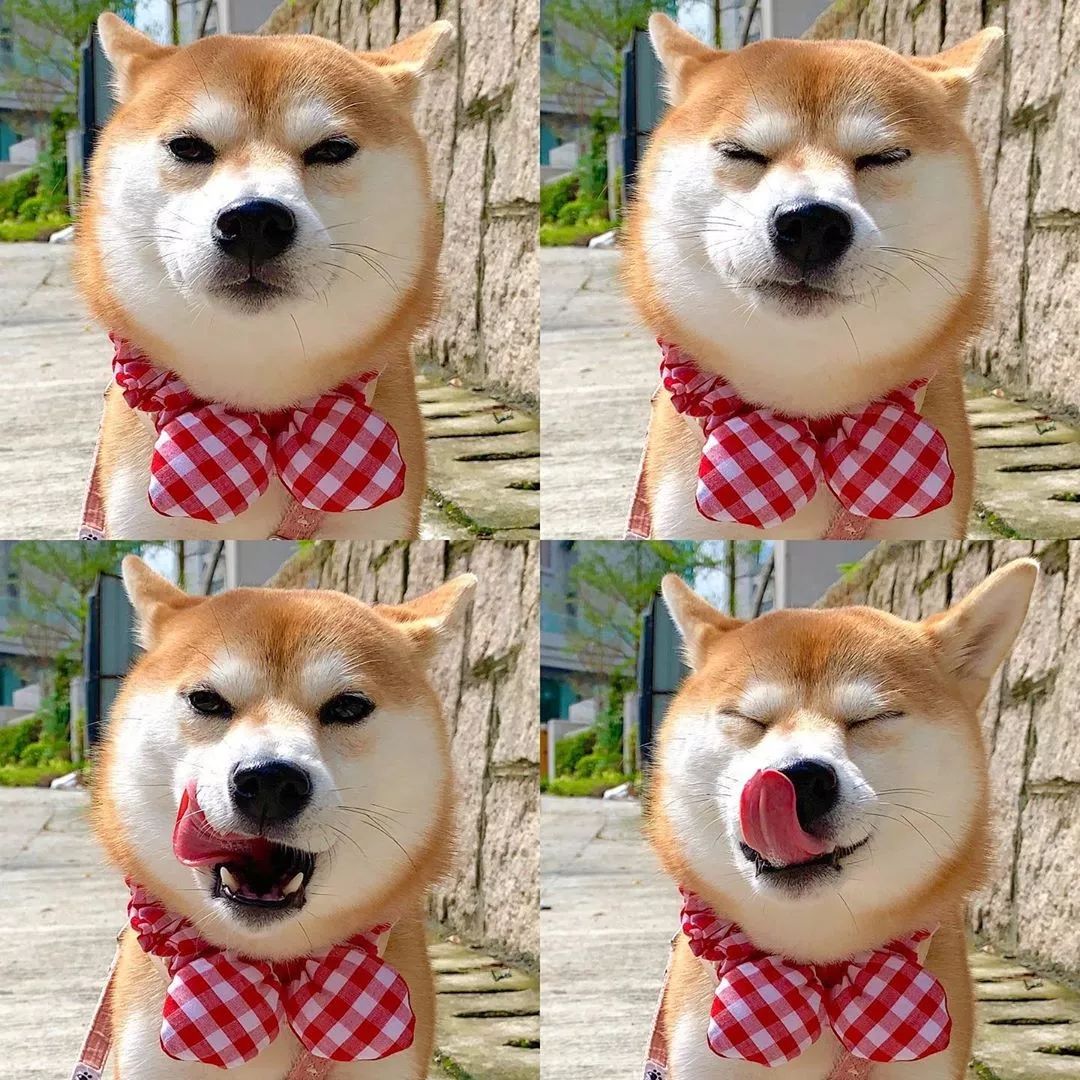 汪星人有哪些秘密,汪星人真实的秘密