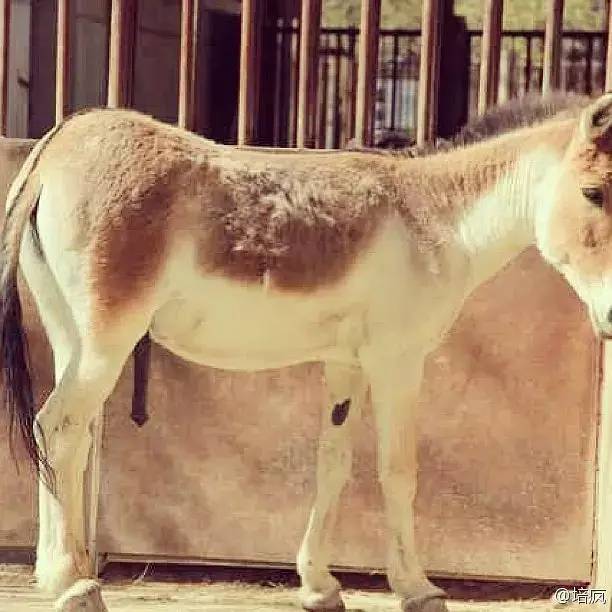 走完全国，这10个动物园我最推荐