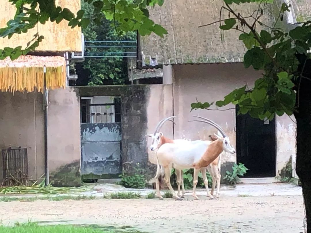 走完全国，这10个动物园我最推荐