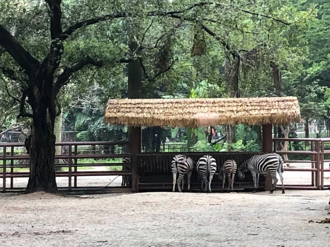 走完全国，这10个动物园我最推荐