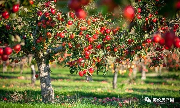 稀缺别墅新品,超优质稀缺别墅推荐