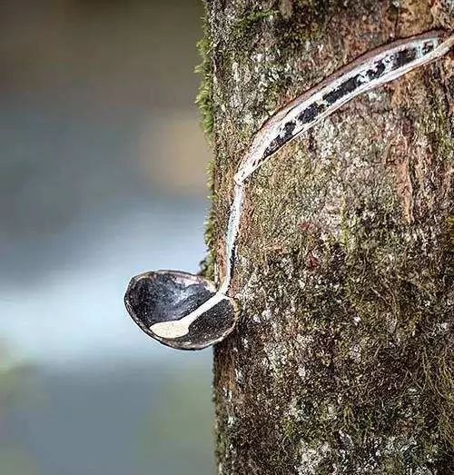 一文说清,各种漆的特点及图片