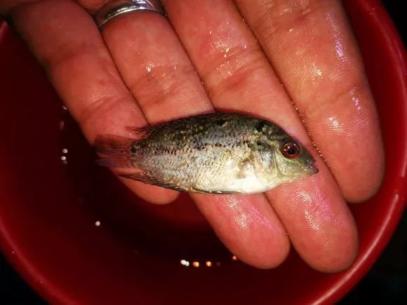 朋友送的三条罗汉，第一天就被泵抽没了一只.......