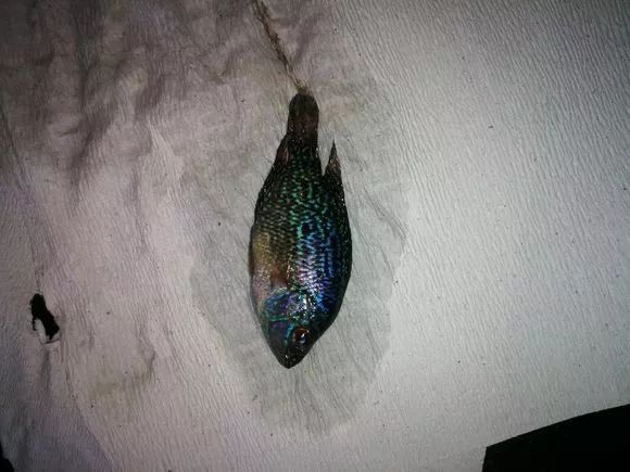 朋友送的三条罗汉，第一天就被泵抽没了一只.......