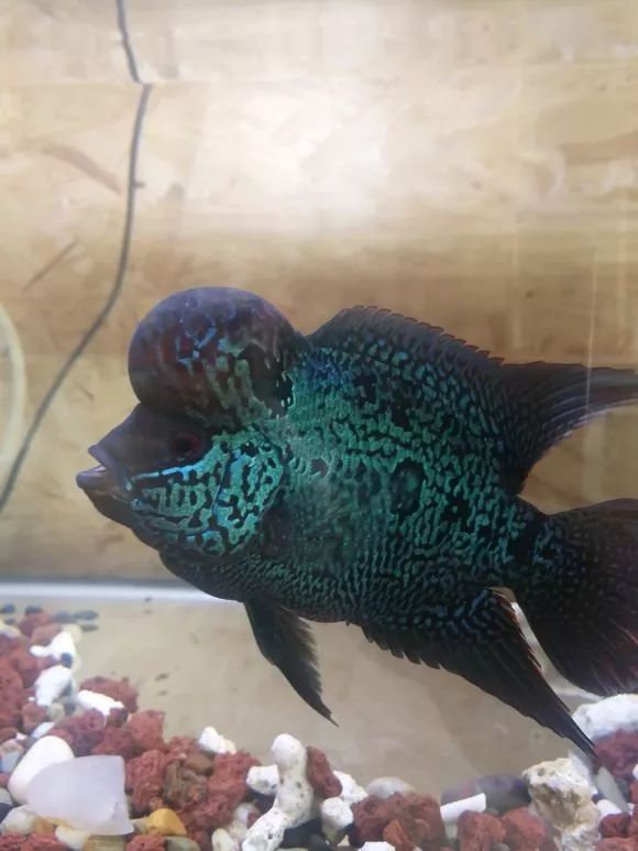 朋友送的三条罗汉，第一天就被泵抽没了一只.......