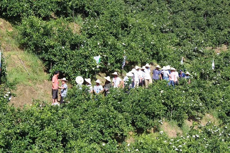 特早蜜桔前景,特早蜜桔一亩多少利润