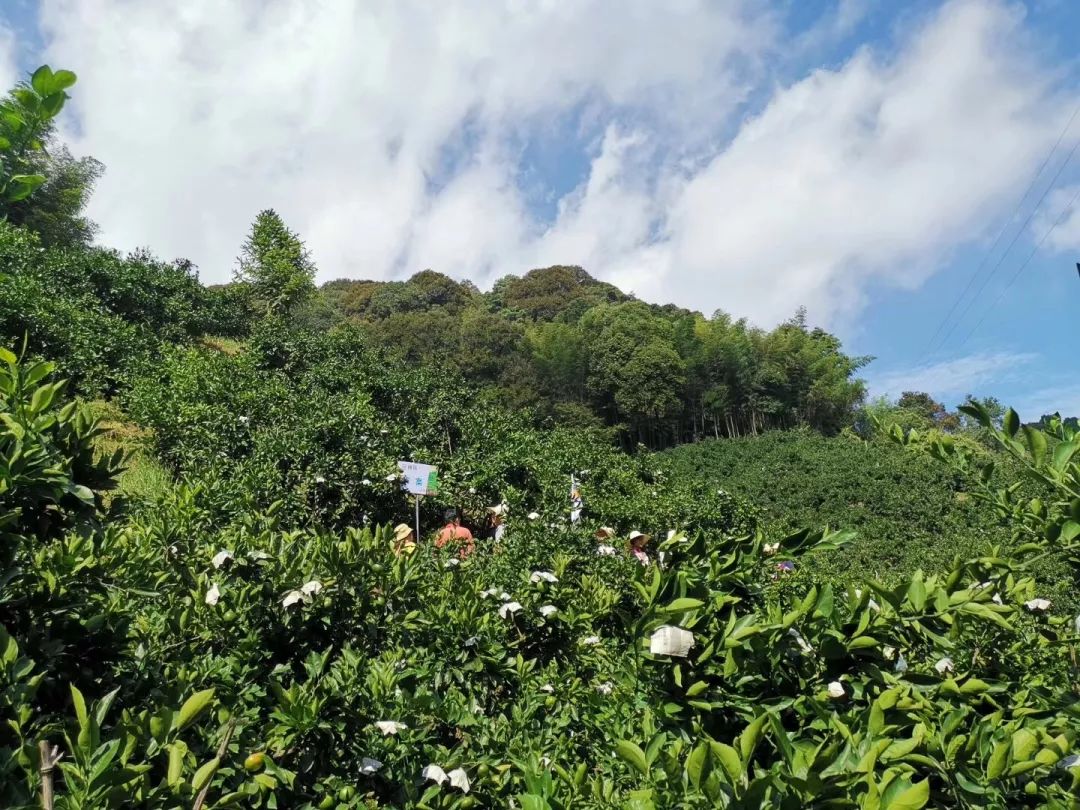 特早蜜桔前景,特早蜜桔一亩多少利润