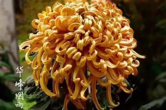 世界最美菊花图整整80种太珍贵了,世界上最美的菊花叫什么名字